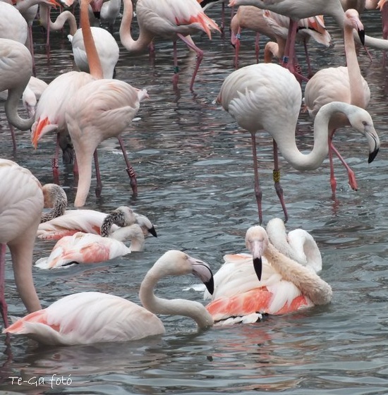ák-flamingók6