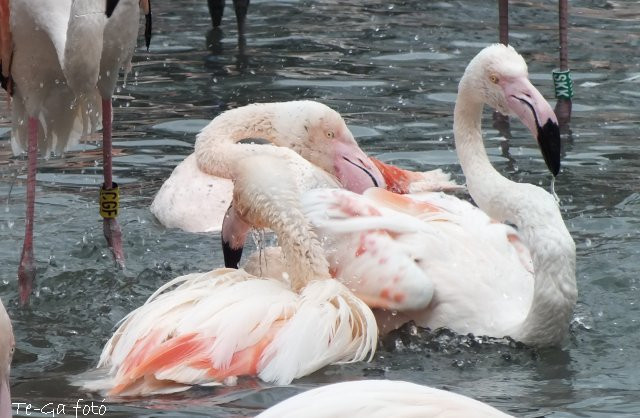 ák-flamingók pancsolnak