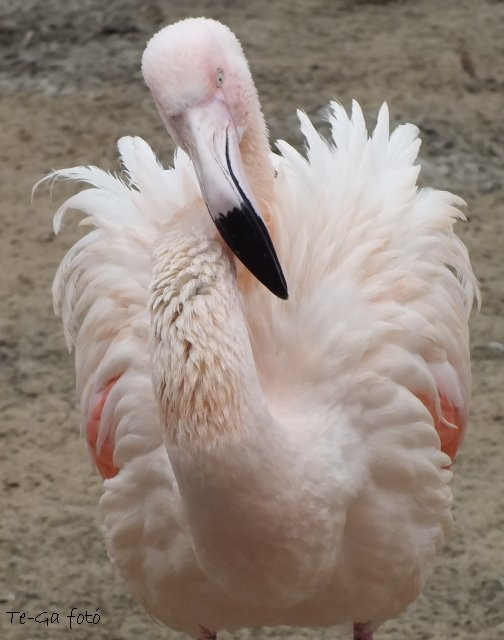 ák-flamingó-szárítkozó