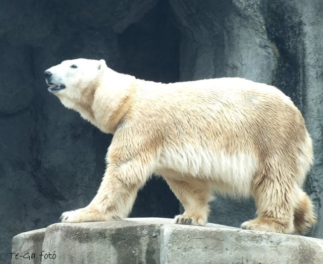 ák-jegesmedve1