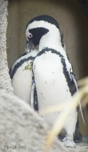 ák-pingvin-tollászkodás