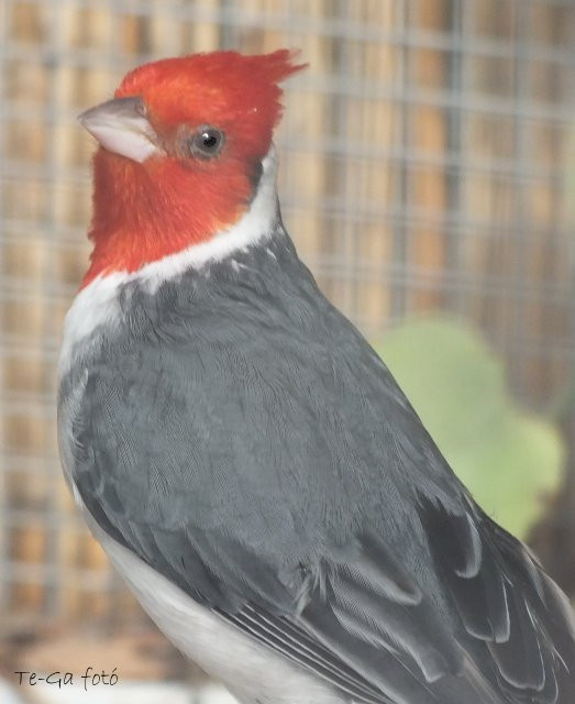 ák-pirosfejű madárka
