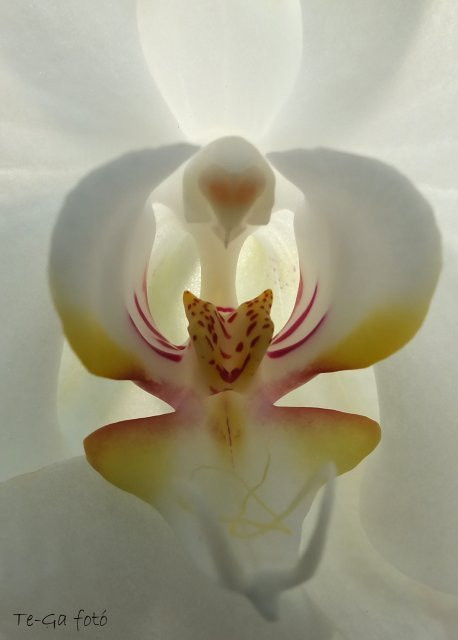 orchidea makro6