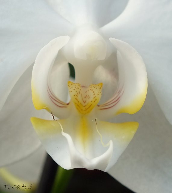 orchidea makro2