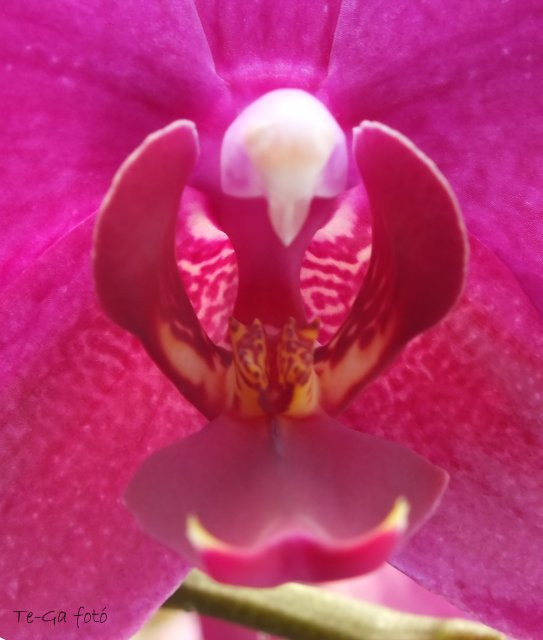 orchidea makro3