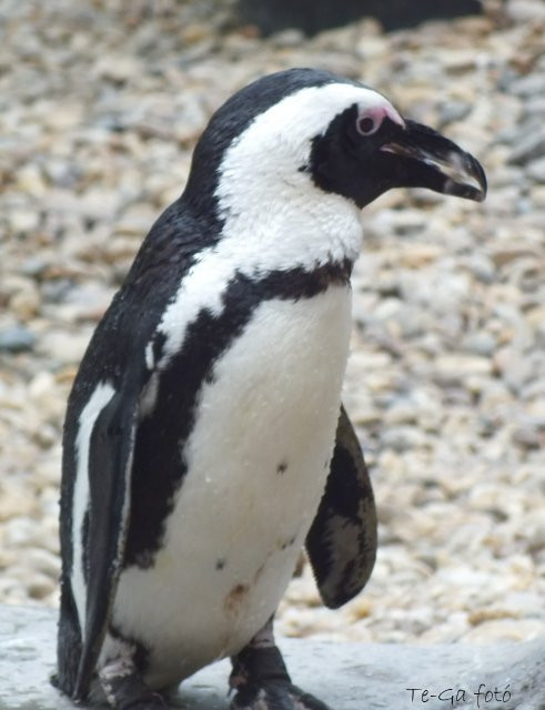 ák pingvin1