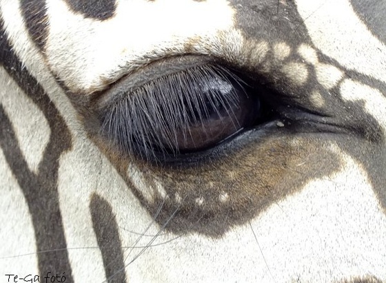bp-állatkert zebraszem