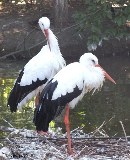 jászberény állatkert gólyák