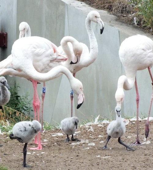bp-állatkert- flamingófiókák