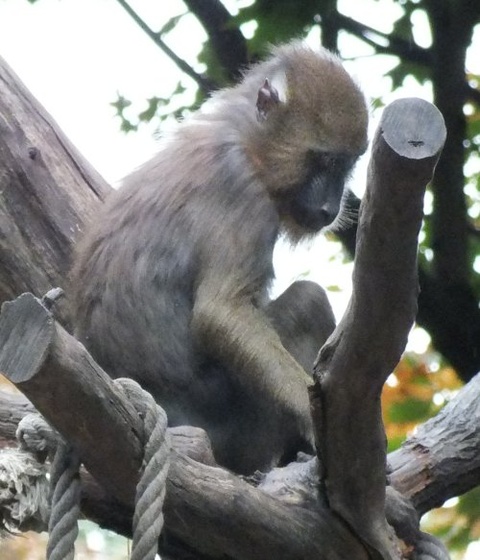 bp-állatkert- majom2