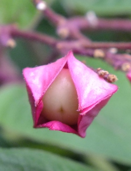vácrátót -virágbimbó