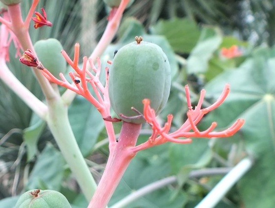 vácrátót -bonatikus kert - kaktuszház3