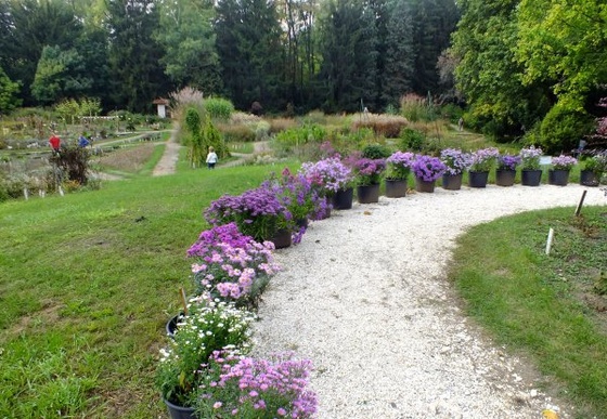 vácrátót - botanikus kert - aster