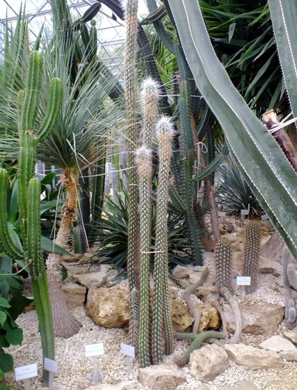 vácrátót -botanikus kert - kaktuszház5