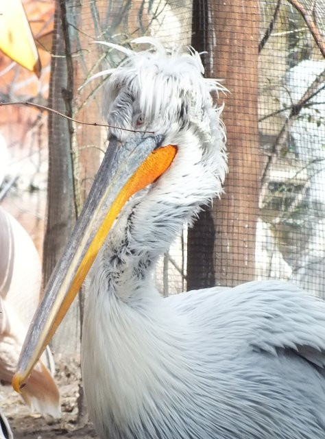 borzas pelikán