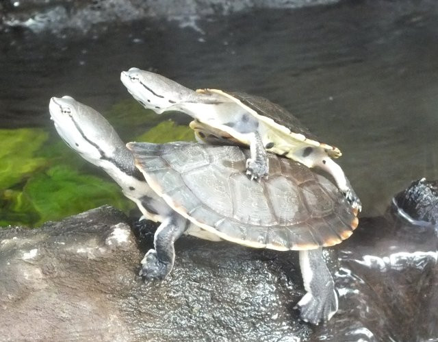 mami-teknős