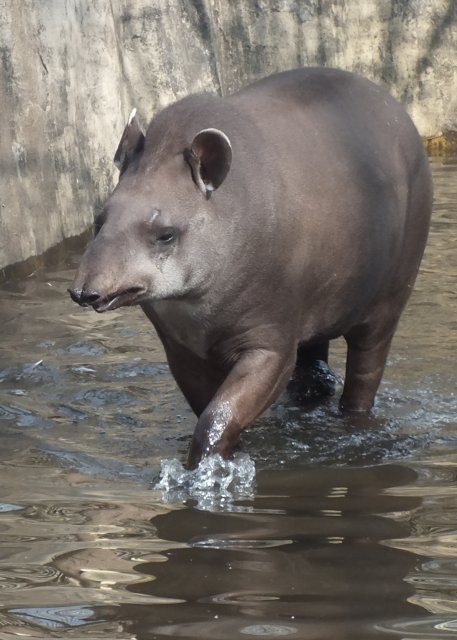 B-állat-és-növénykert- tapír-taposó