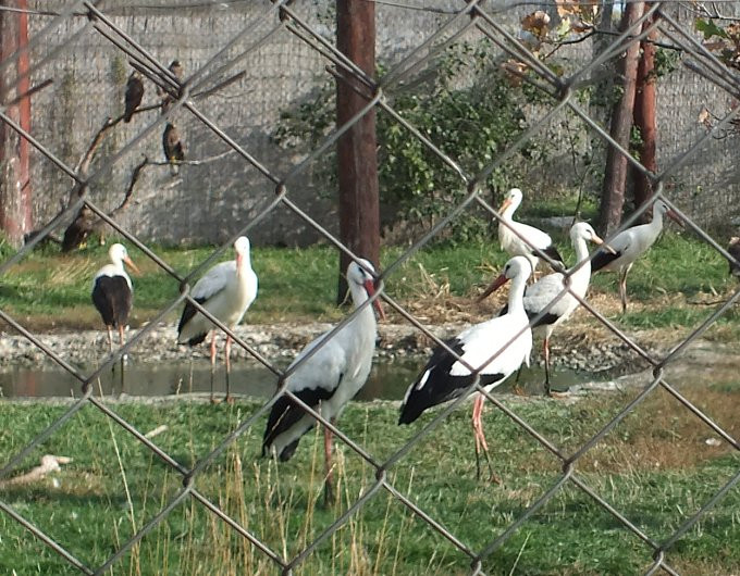 Hortobágy - Madárpark - nagyröpde