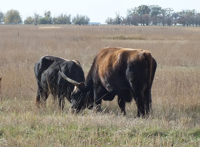 Hortobágy - szafari - őstulok1