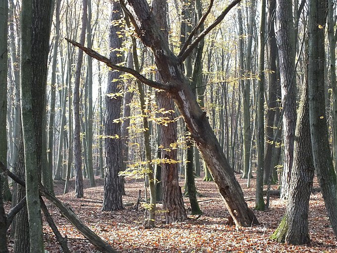 Velemér - szentháromság templom-erdő3