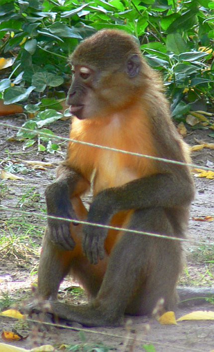 aranymellényű majom