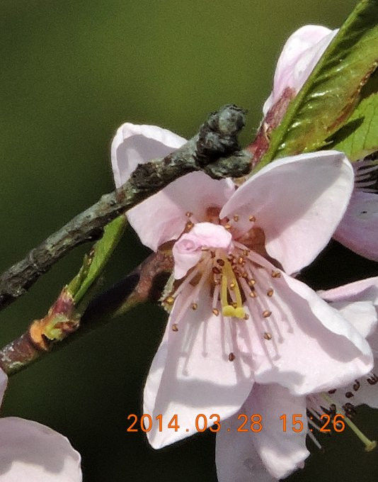 nektarin-virág3