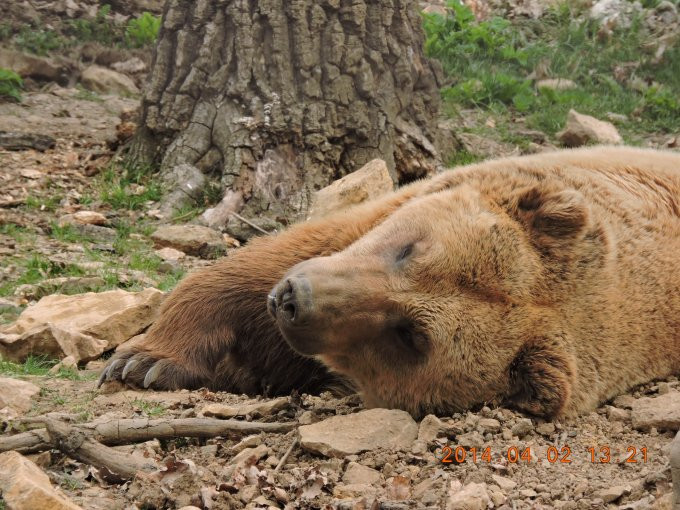 Budakeszi vadaspark medve-szieszta