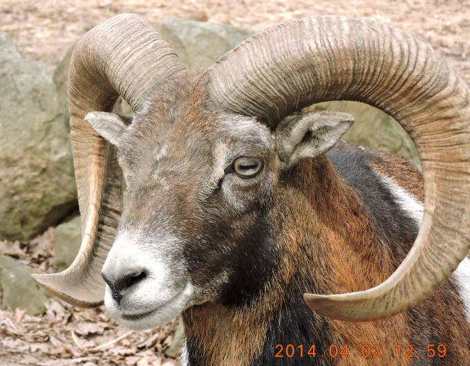 Budakeszi vadaspark muflonkos portré