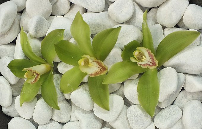 Garden-orchidea 9
