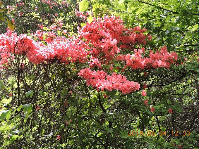 Budafapuszta arborétum - azálea3