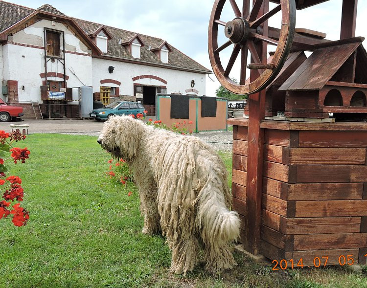 Karcag - Kunlovarda - komondor