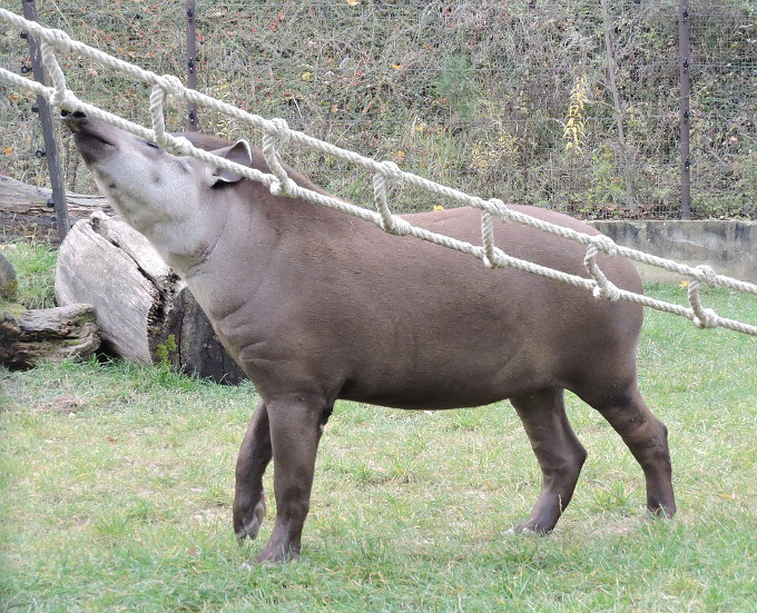 Veszprém - állatkert - tapír