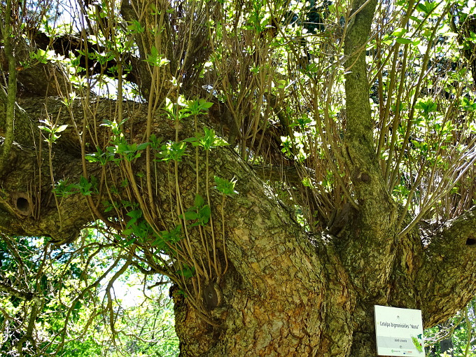 Szombathely-kámoni arborétum - gombszivar