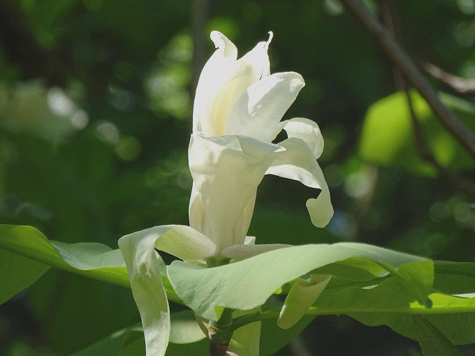 Szombathely-kámoni arborétum - liliomfa1