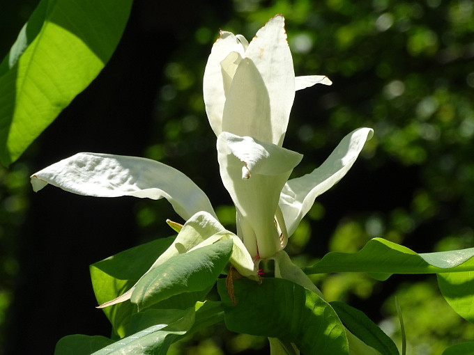 Szombathely-kámoni arborétum - liliomfa2