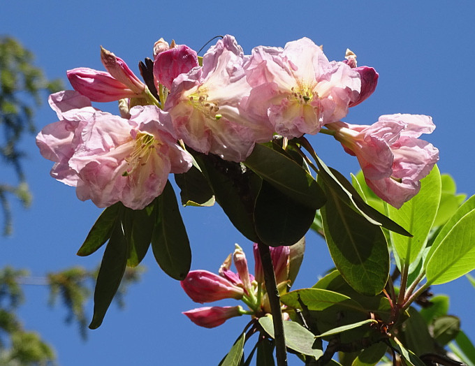 Szombathely-kámoni arborétum - rhodo12