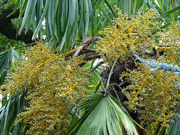 Abbázia - Angiolina park3