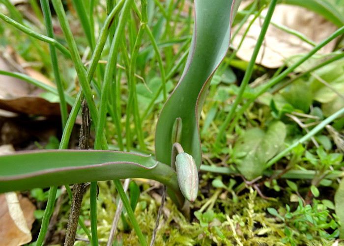 Alcsút arborétum - vadtulibimbó