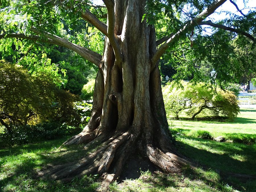 Baden - rosarium fatörzs