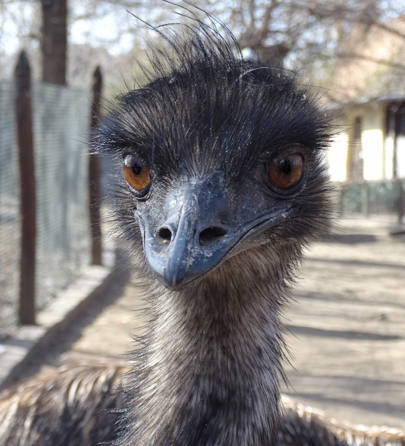 Bp- állatkert - emu portré1