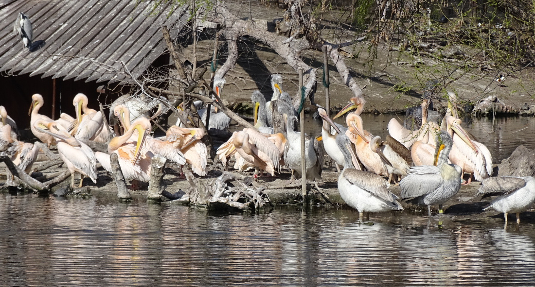 Bp- állatkert - pelikánok 1