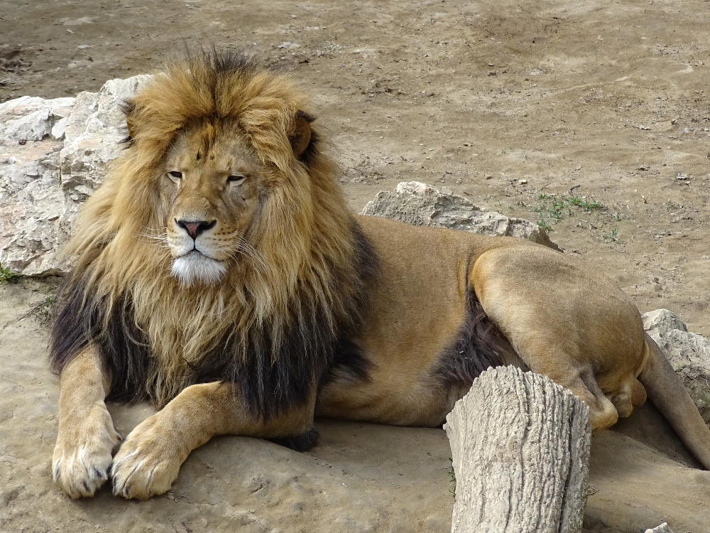 PÉCS - állatkert - oroszlánkirály