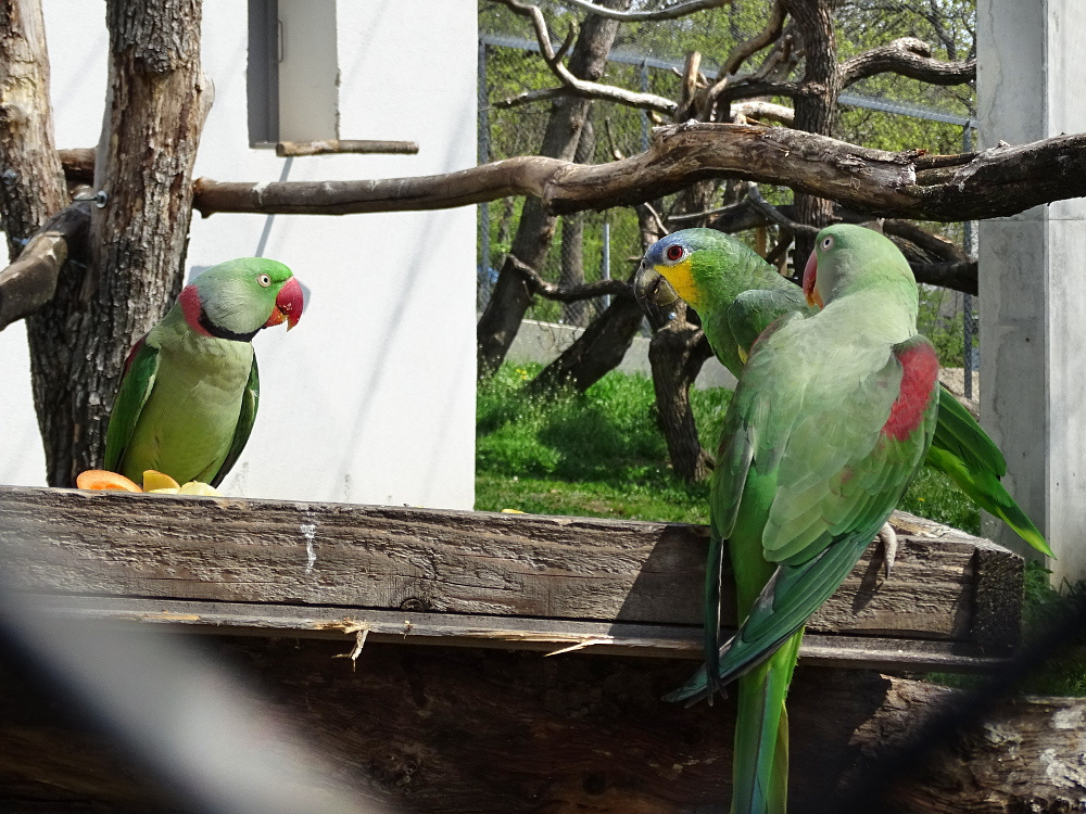 PÉCS - állatkert - papagáj 2