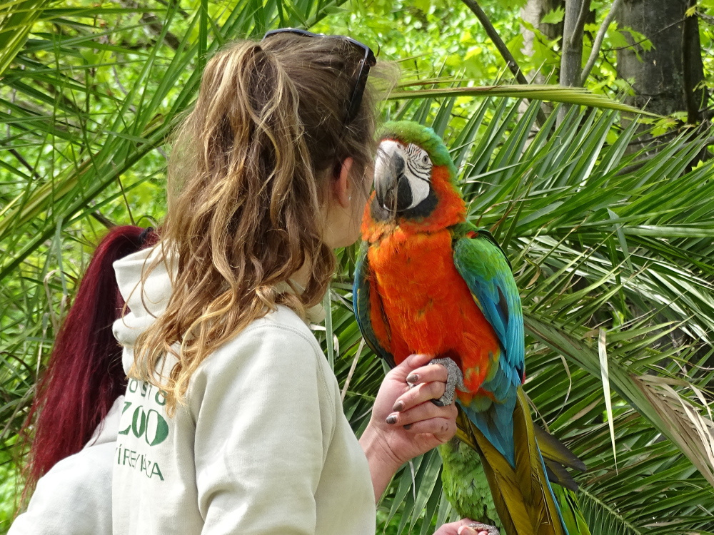 Nyíregyháza - zoo - papagáj-show 2
