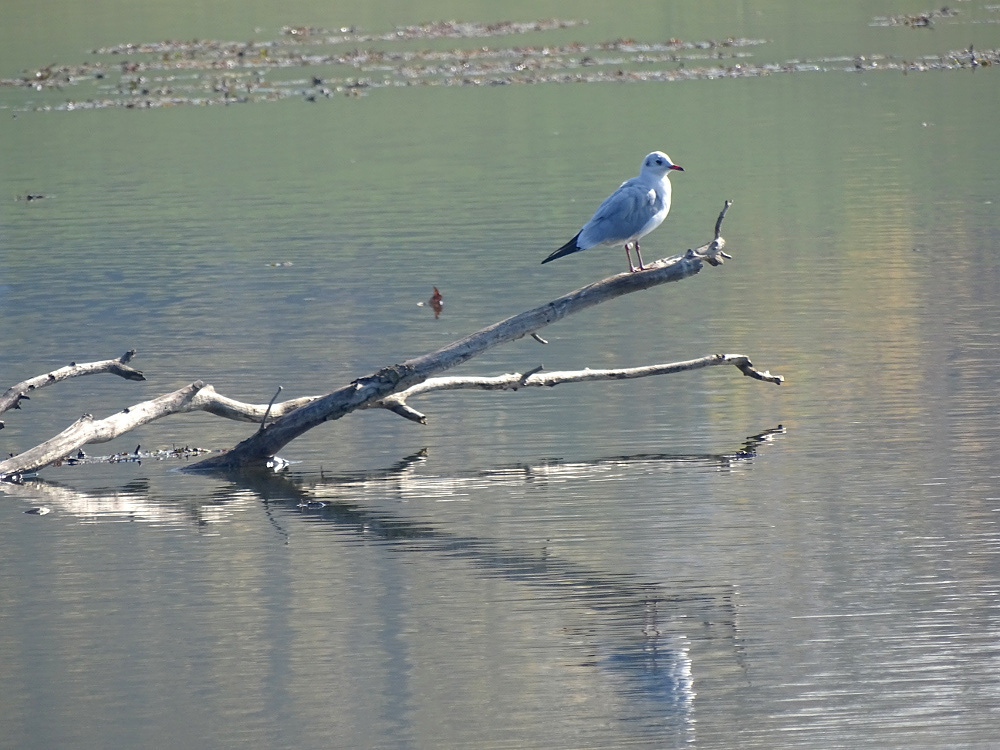 Tiszafüred -Tisza-tó 17