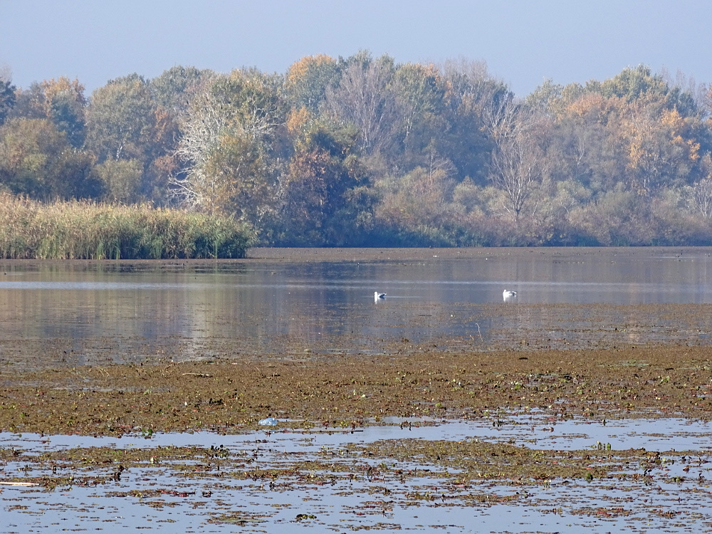 Tiszafüred -Tisza-tó 31