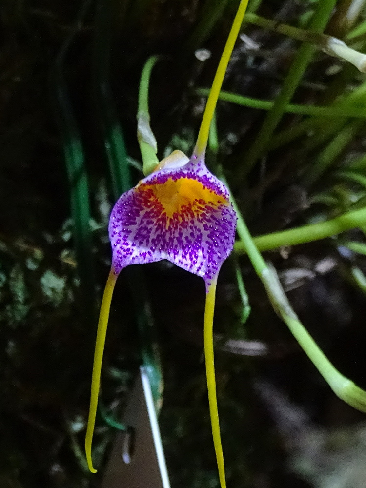 Orchidea 26