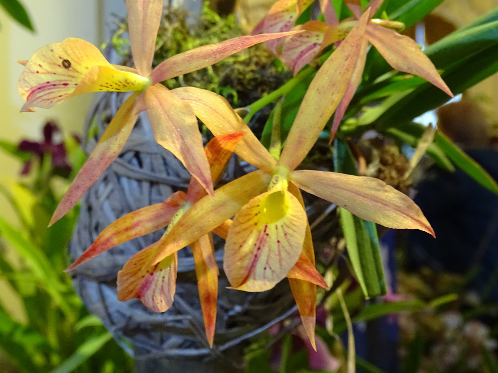 Orchidea 30