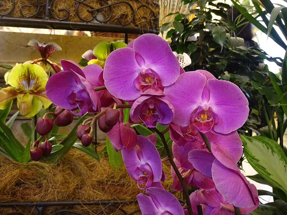 Orchidea 38