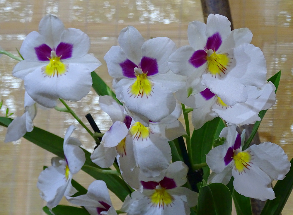 Orchidea 52